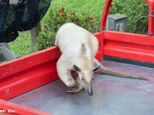 小食蟻獸「黑妞」平安回家！臺北市立動物園暖心尋回，初步檢查健康穩定